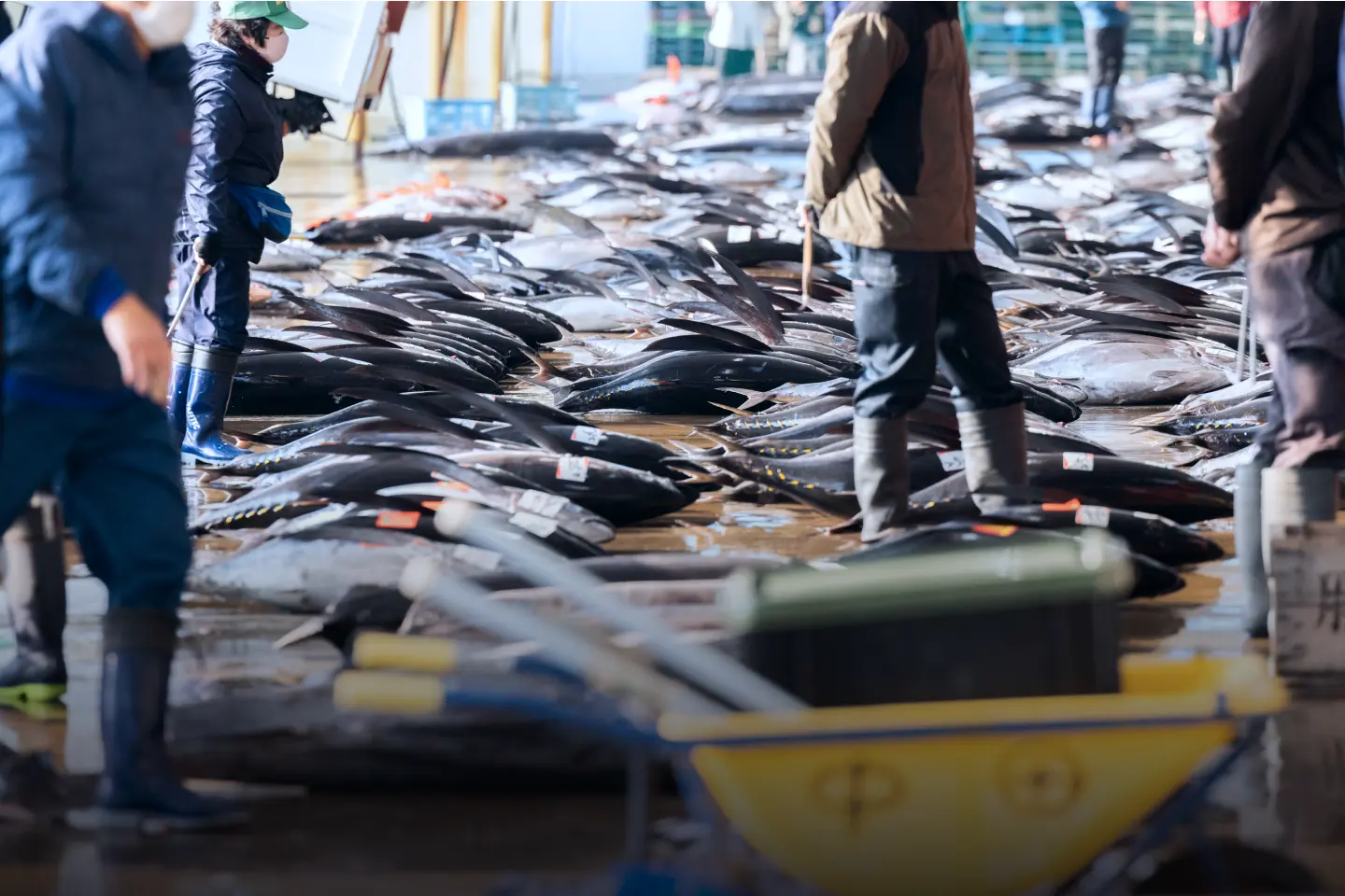 水揚げされたマグロがずらりと並ぶ様子